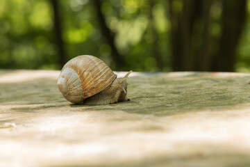 A large snail crawls through the spring landscape. It has a shell and sticks out horns. Super bokeh