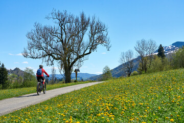 Obraz premium active senior woman riding her electric mountain bike on a sunny day in spring with Dandelion flowers on the meadows below snow capped mountains of Nagelfluh chain near Oberstaufen, Allgaeu, Germany