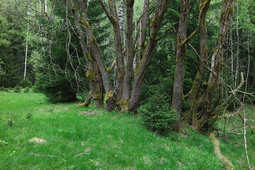 Góry Izerskie, Polska © Strumyk