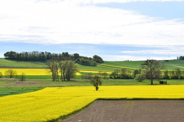 wide yellow blooming fields in spring