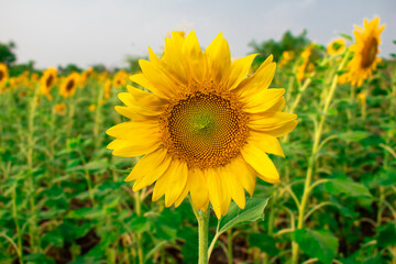 Obraz premium Sunflower field in sunny day. Sunflower blooming season. Close-up of sunflower
