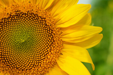 Fototapeta premium Sunflower field in sunny day. Sunflower blooming season. Close-up of sunflower