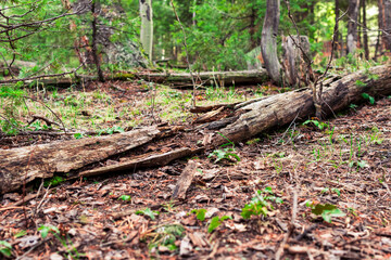 Rotting log in the middle of a path