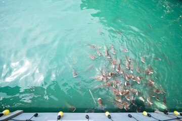 A group of catfish are swimming for food in the blue water with light bulbs hanging from the wall.