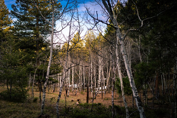 landscape view of a forest of aspen trees