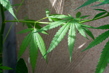 A lush marijuana plant  with stem and leaves under the sunshine. A herbal plant used for medical...