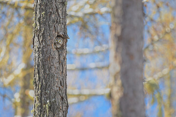 Looking at camera, the Boreal owl in the coniferous forest (Aegolius funereus)