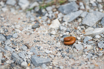 A Small brown millipedes curled up on the ground surrounded by small stones.
