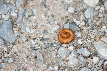 A Small brown millipedes curled up on the ground surrounded by small stones.