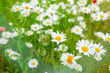 White big daisy chamomile flowers field. Medical herbs. 