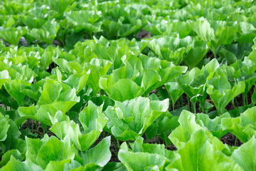 Green fresh leaves of pumpkin bush growing . Summer vegetable garden soil and harvest.Eco  Farming   growing food .