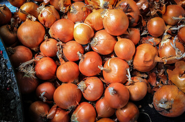 yellow sweet onions pile. Golden whole onions  on grocery shelf. Agriculture vegetables harvest season. 