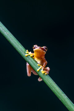 Dendropsophus ebraccatus, also known as the hourglass treefrog or pantless treefrog