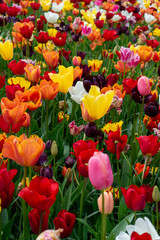 Fototapeta premium field of tulips