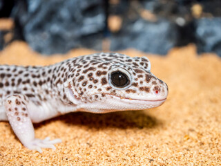 ヒョウモントカゲモドキ・レオパのアップ