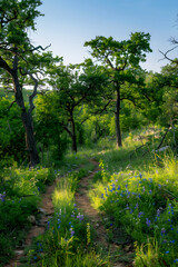 Fototapeta na wymiar Inviting Trails and Lush Greenery: An Idyllic Texas Nature Park