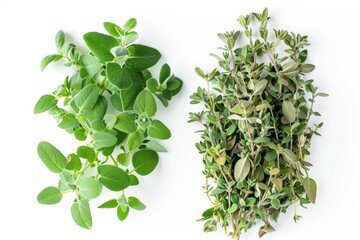 Obraz premium Thyme and Marjoram isolated from above on a white background