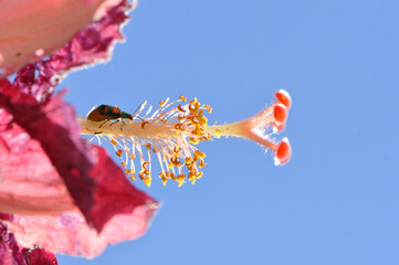 joaninha inseto em flor 