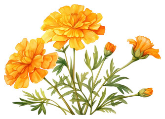 PNG Marigold flower petal plant.
