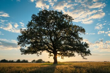 Obraz premium silhouette of oak tree with green foliage with sky on sunny day background idyllic landscape