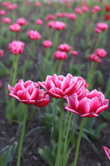 pink tulips in the garden