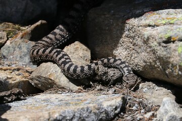 Vipera 