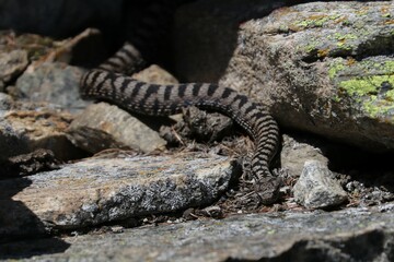 Vipera 