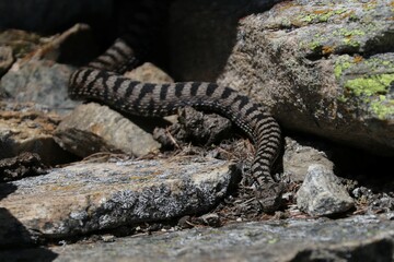Vipera 