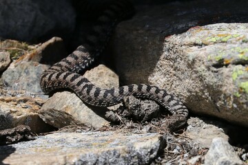 Vipera 