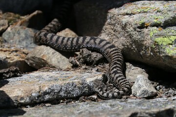Vipera 