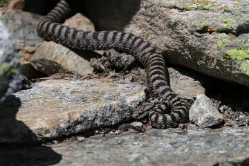 Vipera 