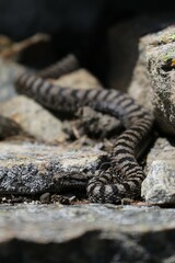 Vipera 