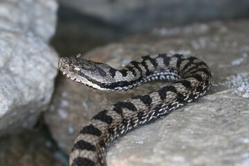 Vipera 