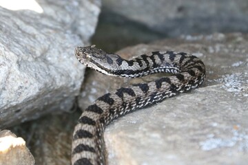 Vipera 