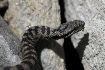 Vipera 
