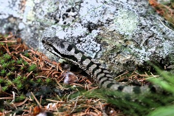 Vipera 