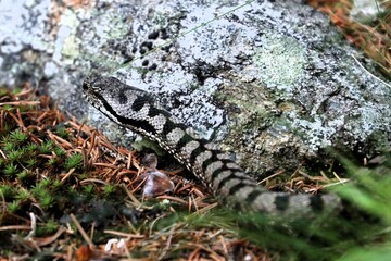 Vipera 