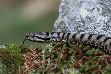 Fototapeta premium Vipera 