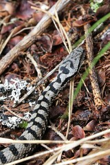 Vipera 