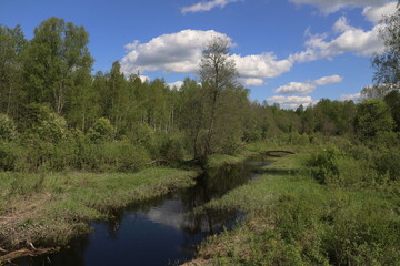 Obraz premium river in the forest