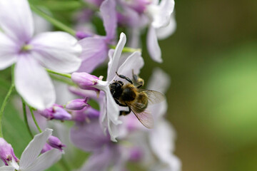 bee on a flower