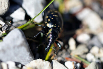 close up of a beetle