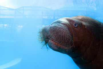 Walrus underwater. Behind glass in the zoo.