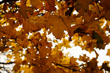 autumn leaves background