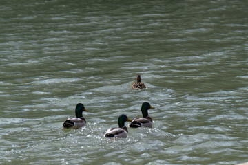 patos en el río turquesa