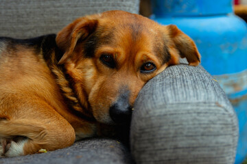 pies odpoczywa na kanapie © Paulina