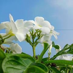 White flowers blooming against blue sky background, nature photography