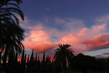 A beautiful sound against the background of palm trees.