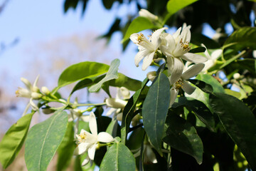 Orange tree flowers. Beautiful white flowers.