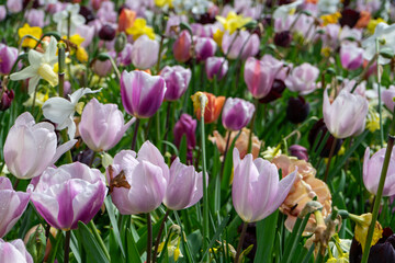 Obraz premium pink and white tulips